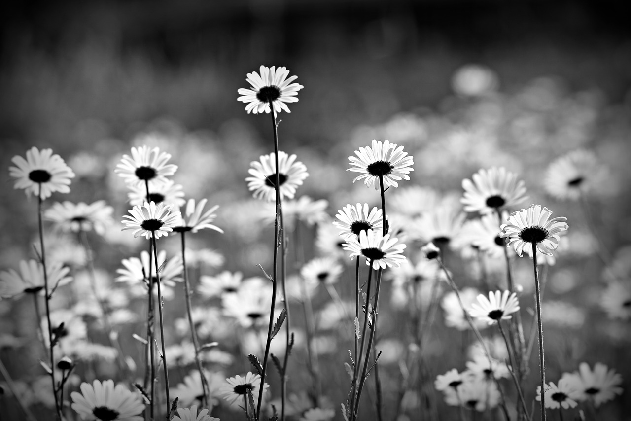 ox eye daisy  flower  plant free photo