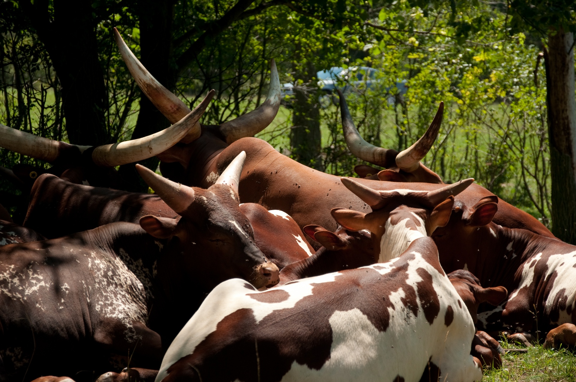 animals ox horns free photo