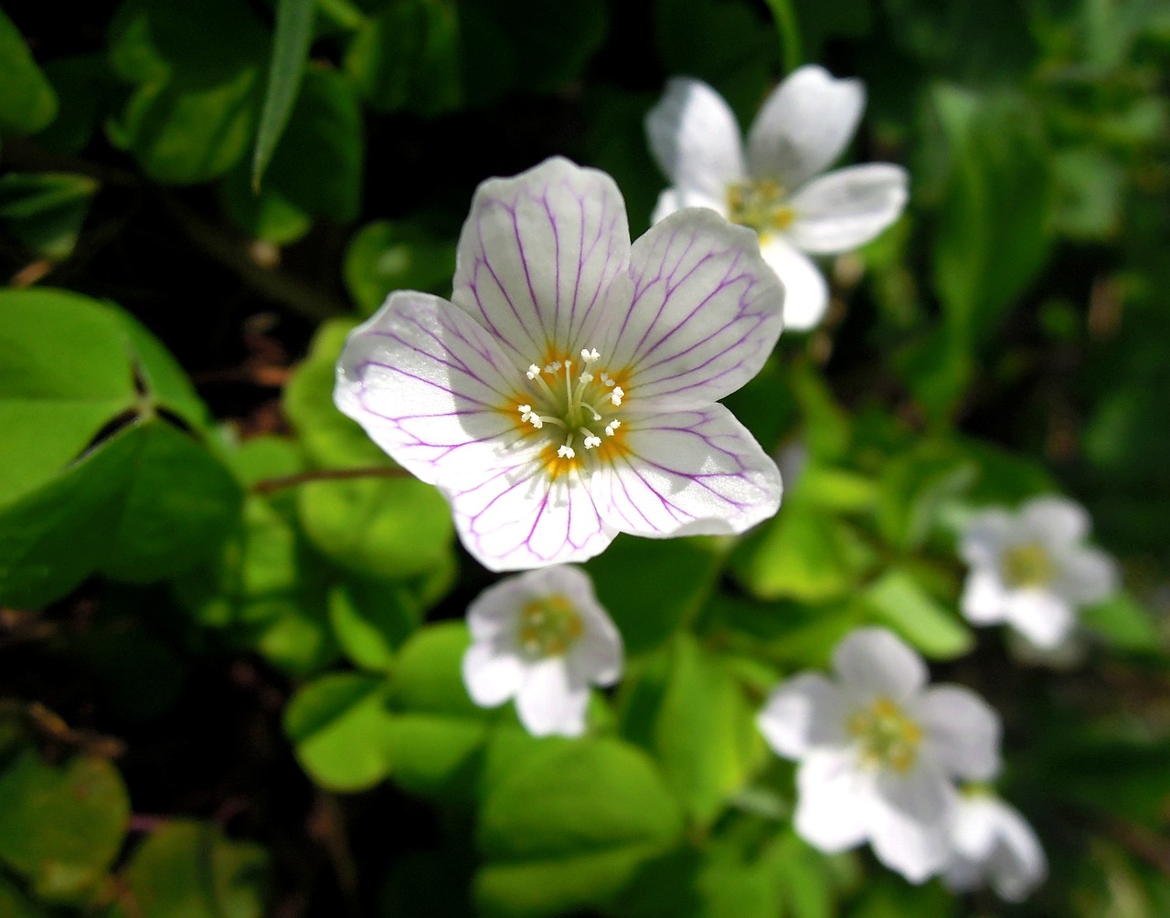 oxalis flower white free photo