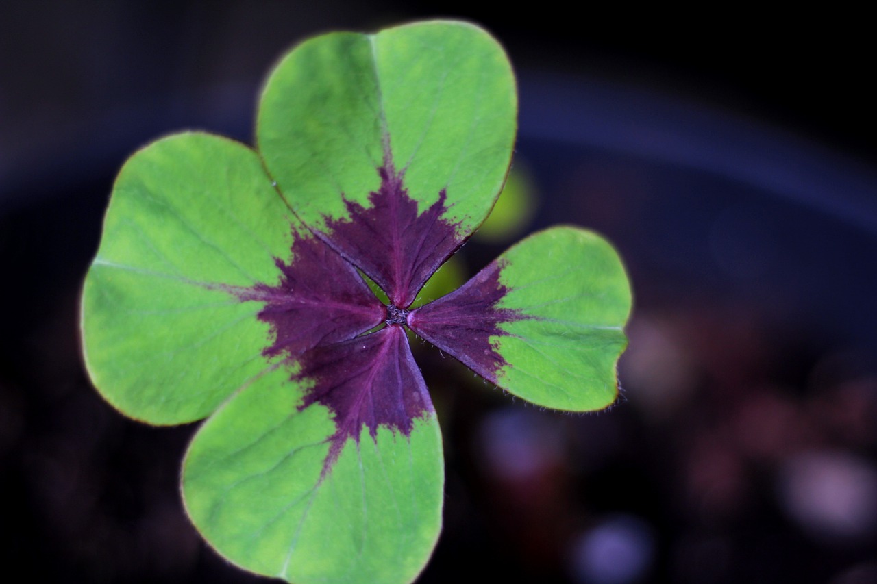 oxalis deppei iron cross  4 leaf clover  luck free photo