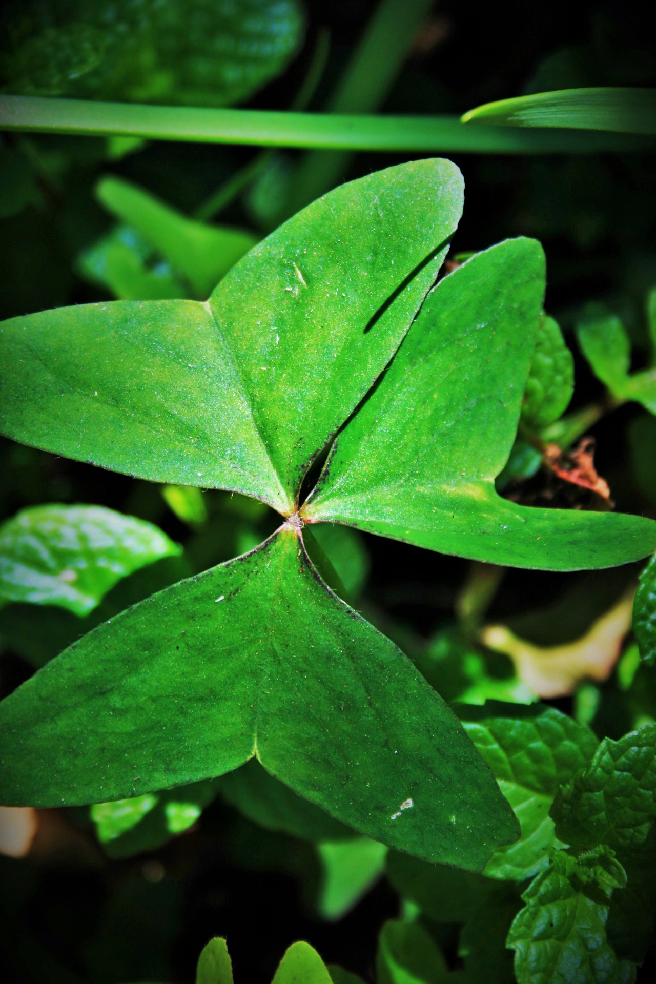 leaf green oxalis free photo