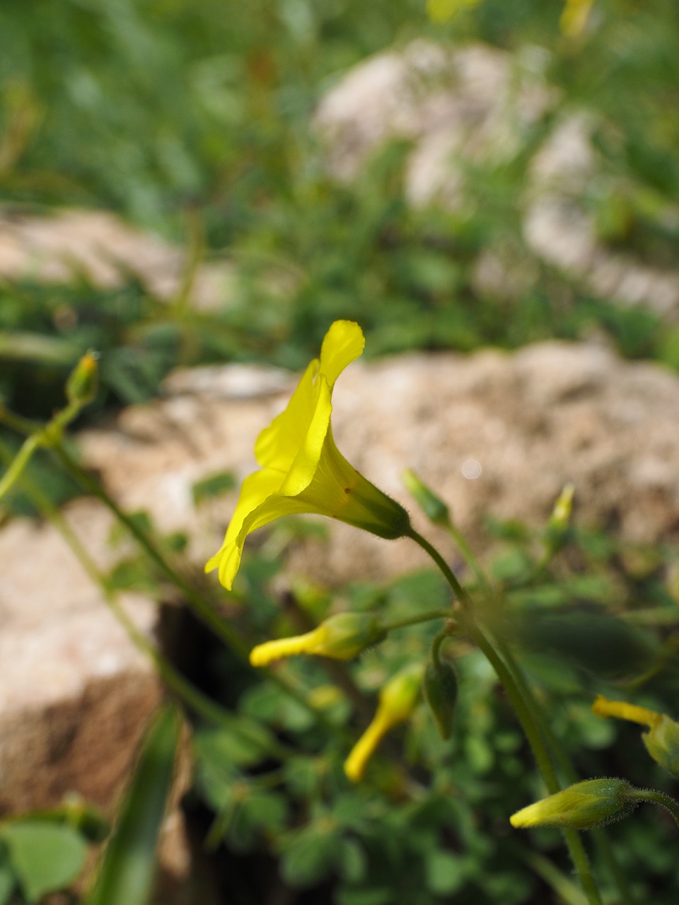 oxalis pes-caprae flower blossom free photo