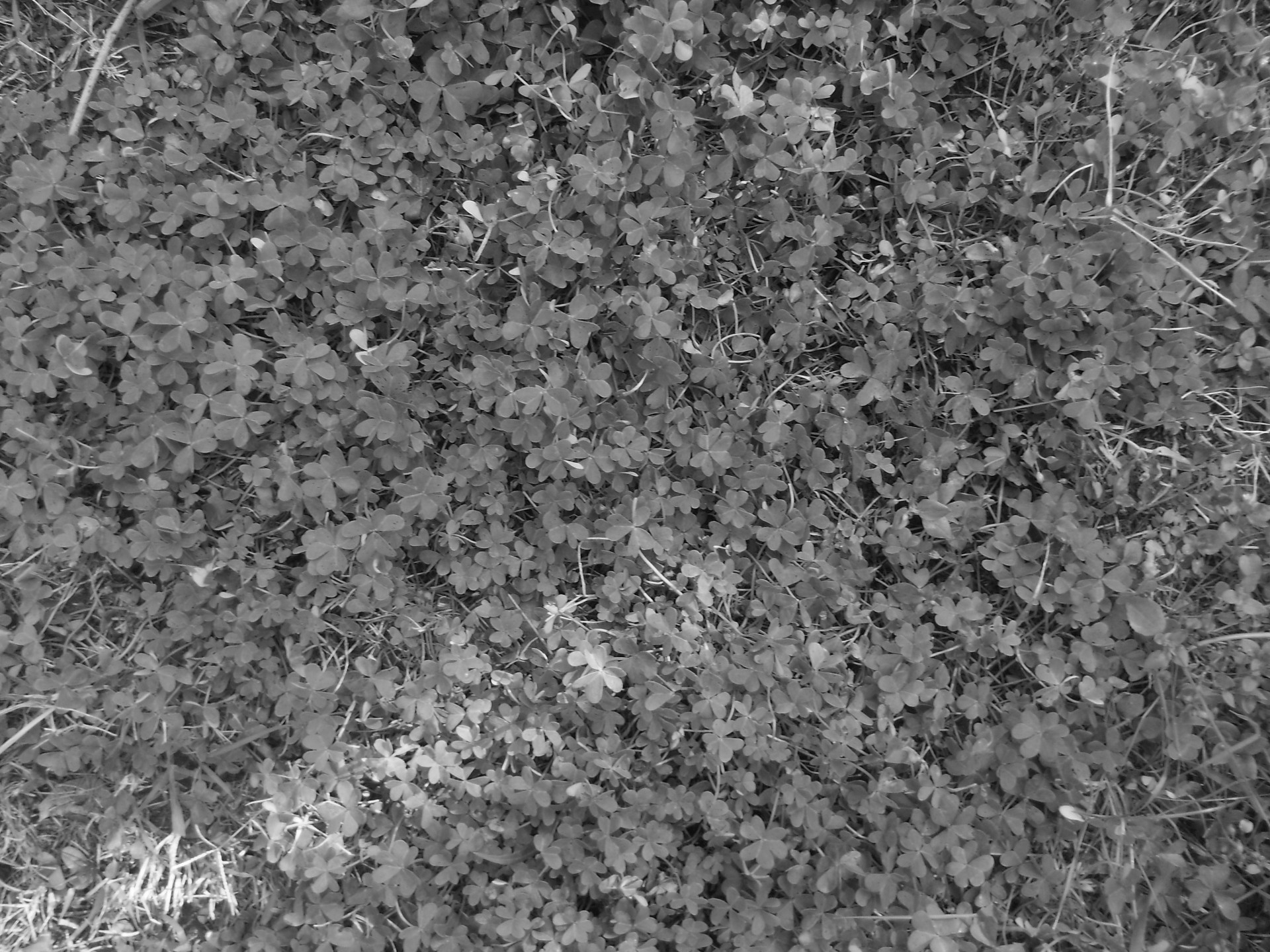 oxalis texture b&w free photo