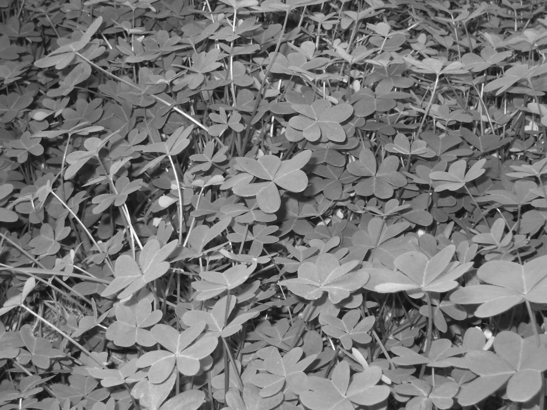 oxalis texture b&w free photo