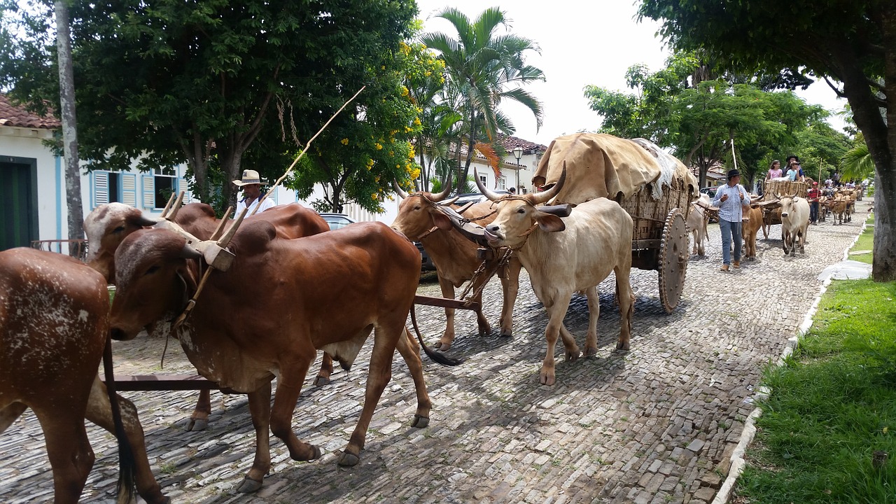 oxcart pirenópolis goiás free photo