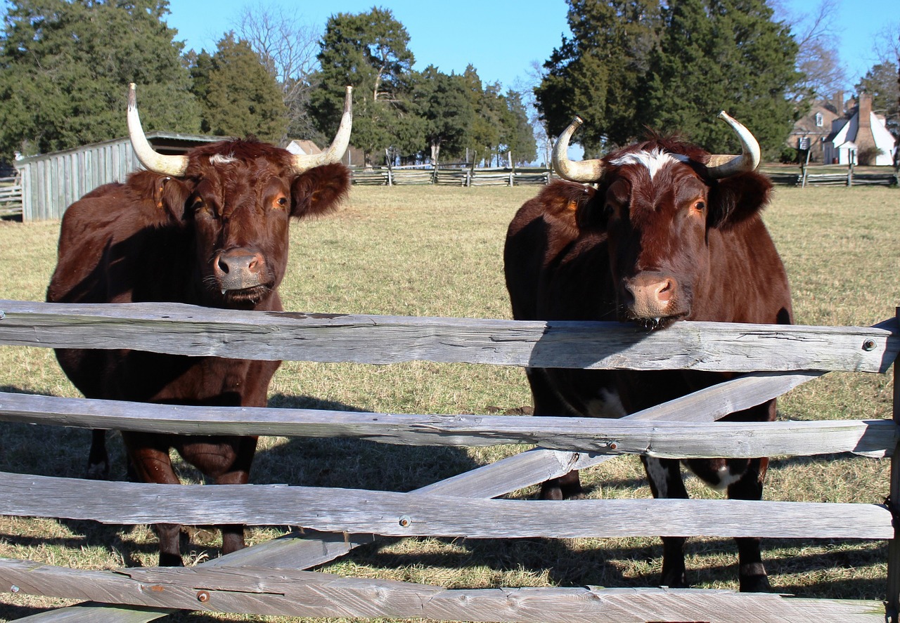 oxen fence agriculture free photo