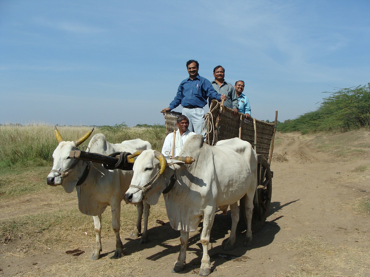 oxen cart india free photo