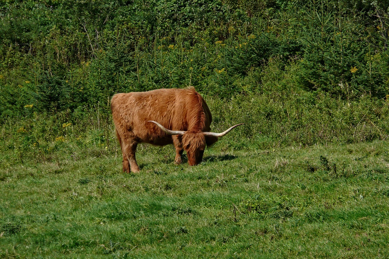 oxen grazing cattle free photo
