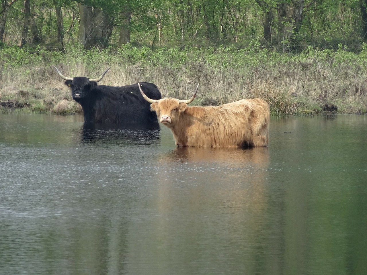 oxen cows grazer free photo