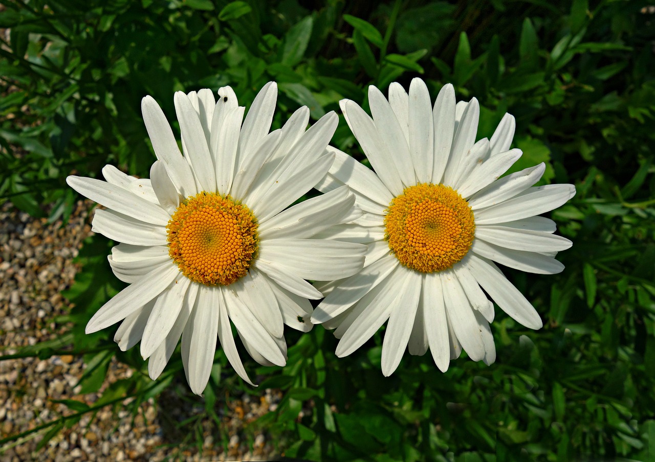 oxeye daisy daisy flower free photo