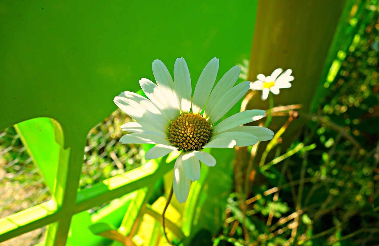 oxeye daisy daisy flower free photo