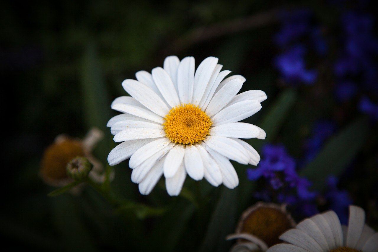 oxeye daisy daisy oxeye free photo