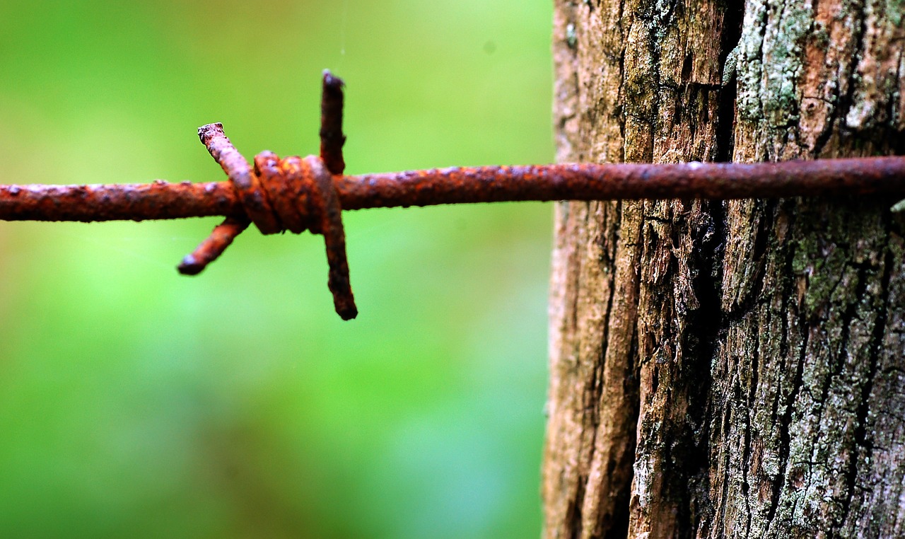 oxide barbed wire wood free photo