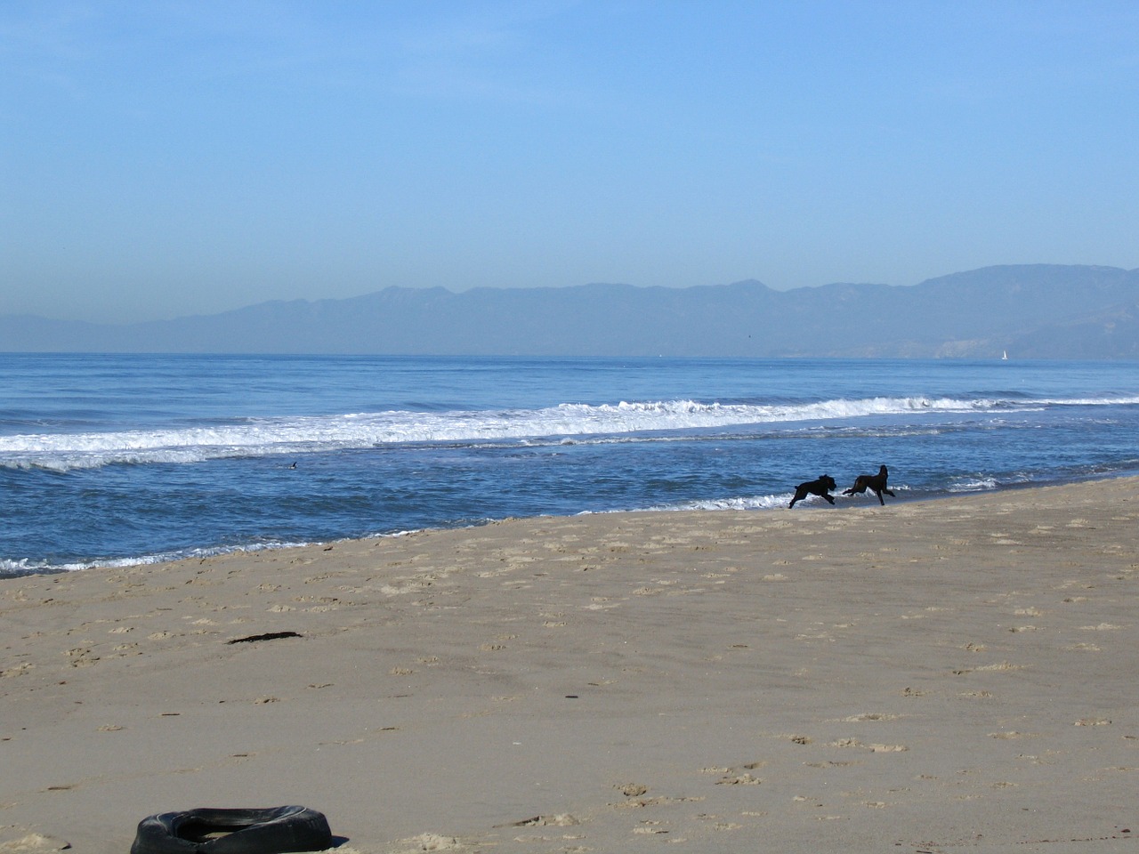 oxnard beach dogs free photo