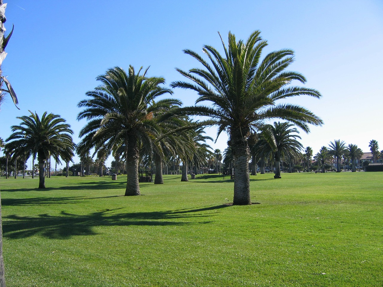 oxnard beach california palm trees free photo