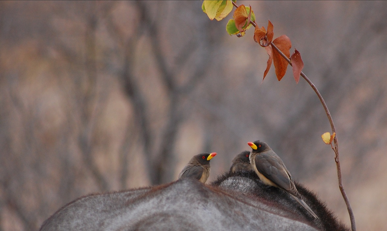 oxpeckers birds nature free photo