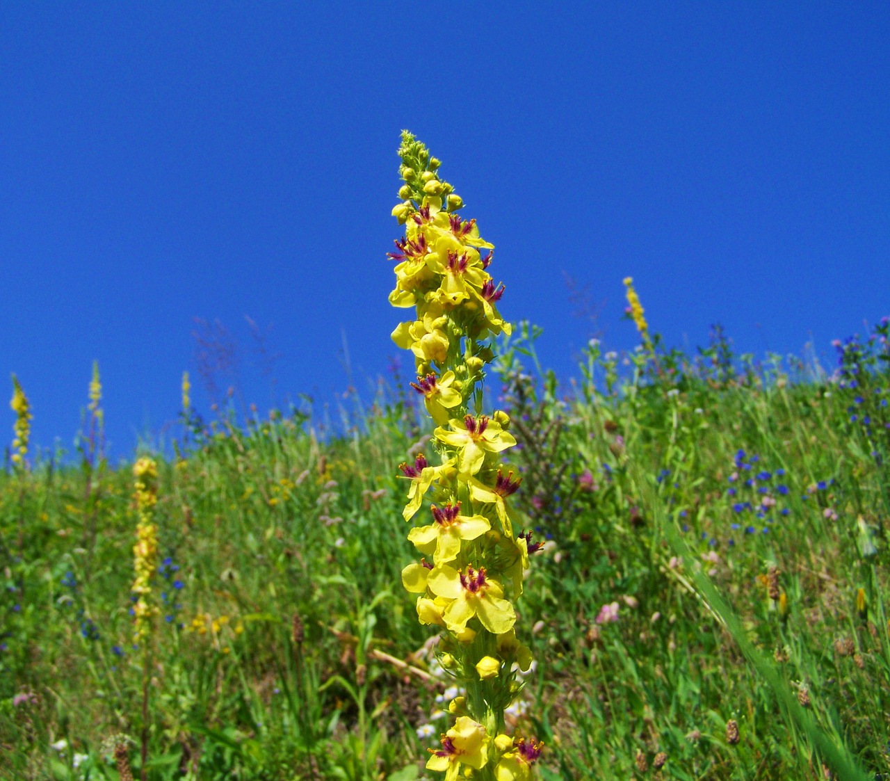 oxtail weed yellow wild flowers colorful meadow free photo