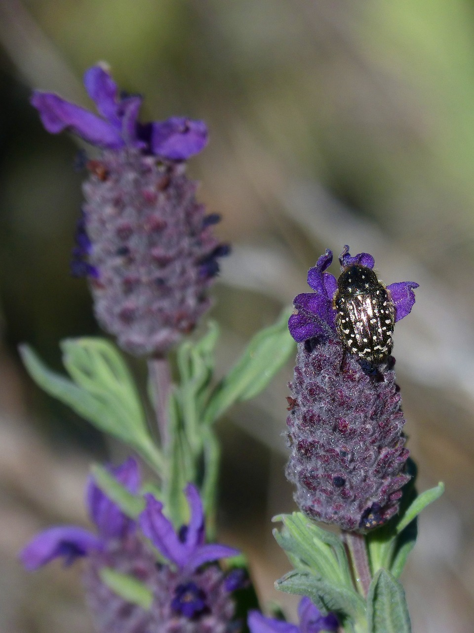 oxythyrea funesta lavender beetle free photo