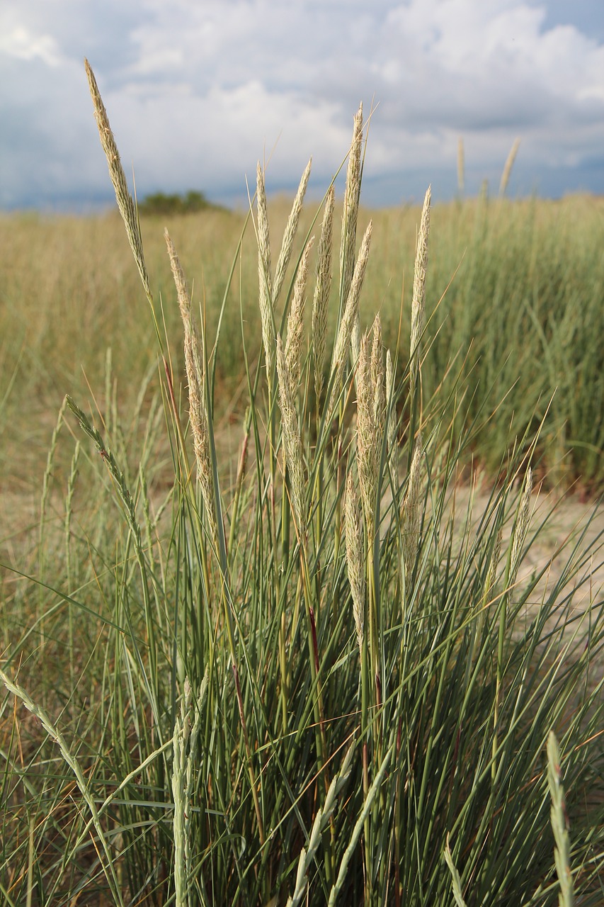 oyat  dune  sand free photo