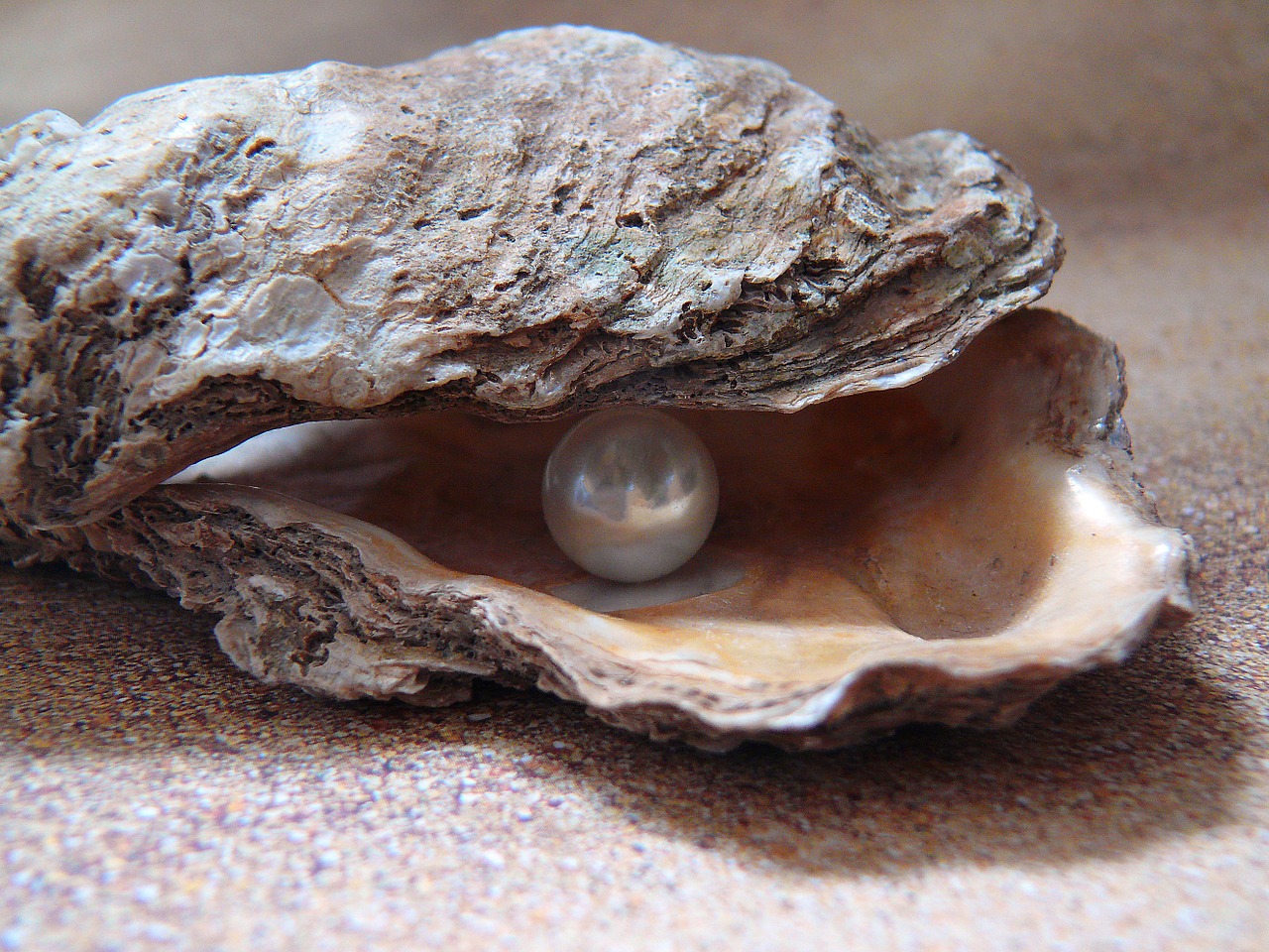 oyster light sea free photo