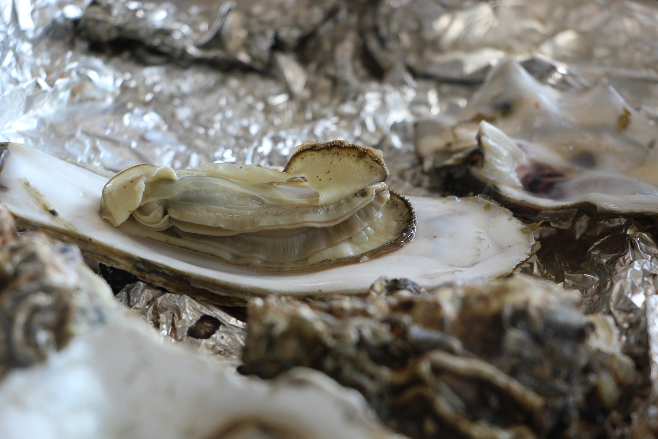 oyster oyster roast seafood free photo