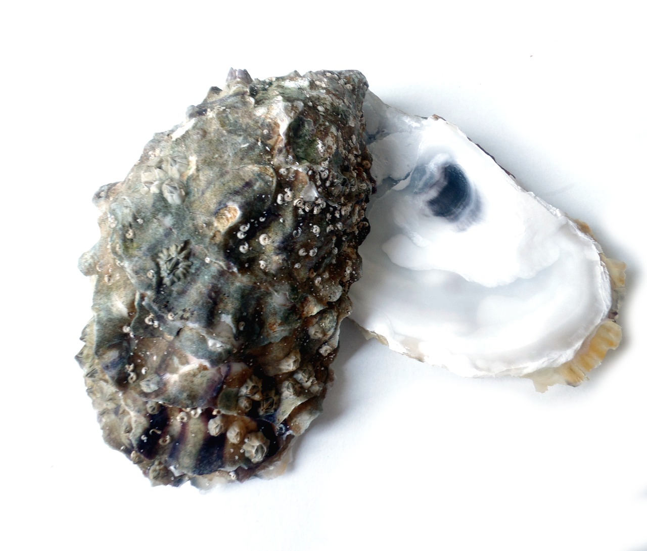 oyster eat sea free photo