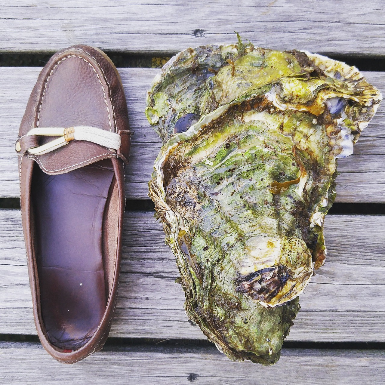 oyster shoe shell free photo