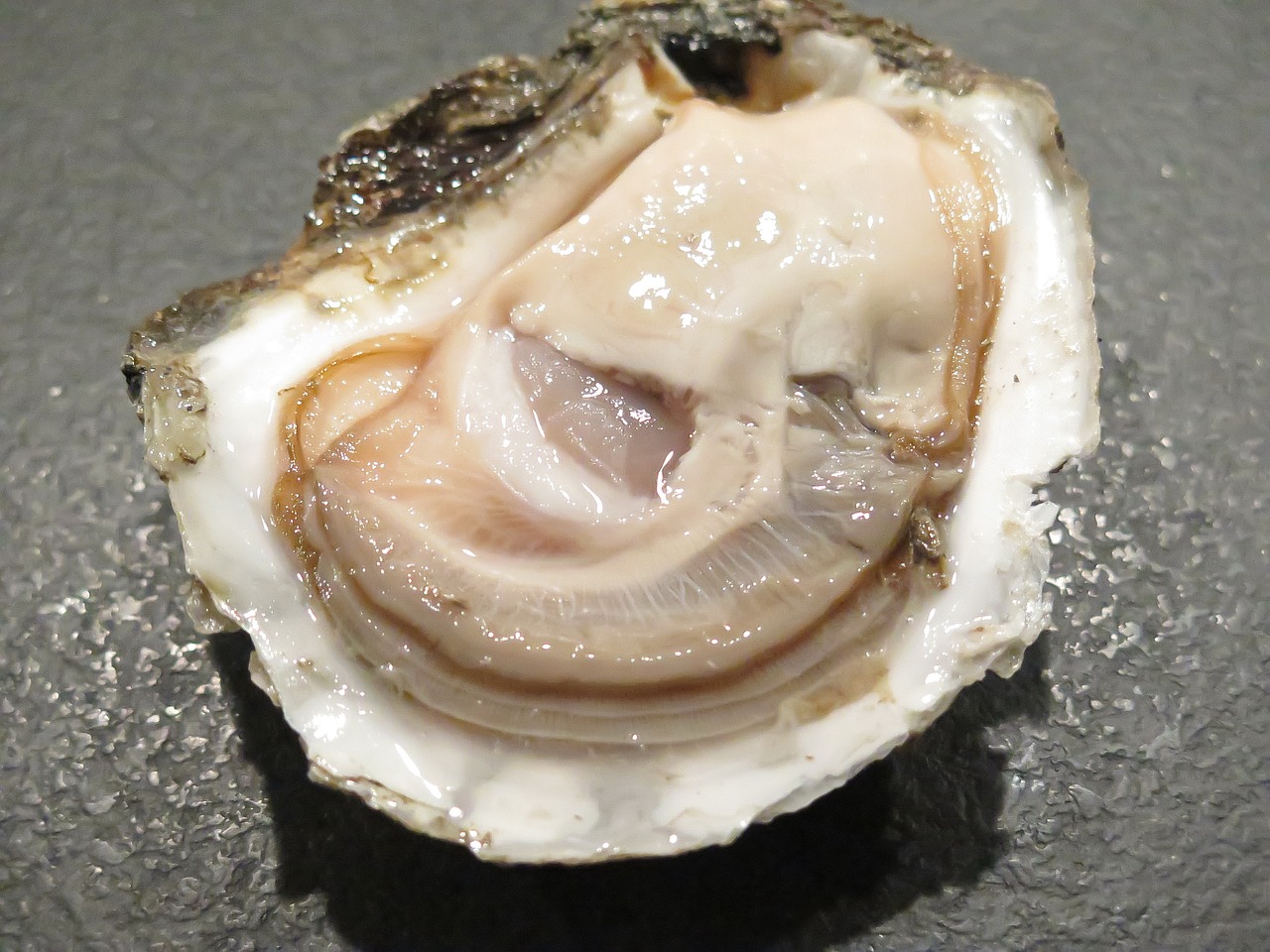 oyster seafood danish free photo