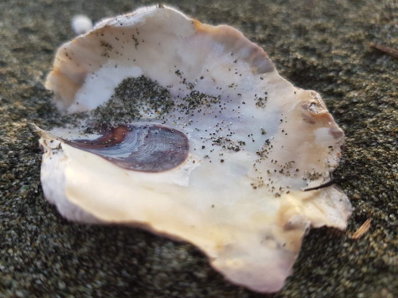 oyster shell sea free photo