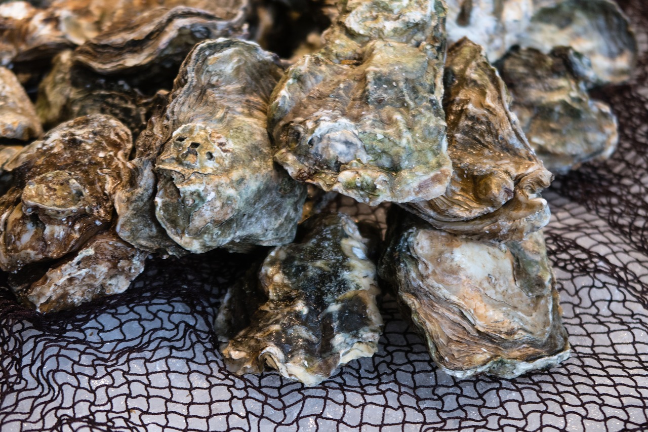 oyster  shell  market free photo
