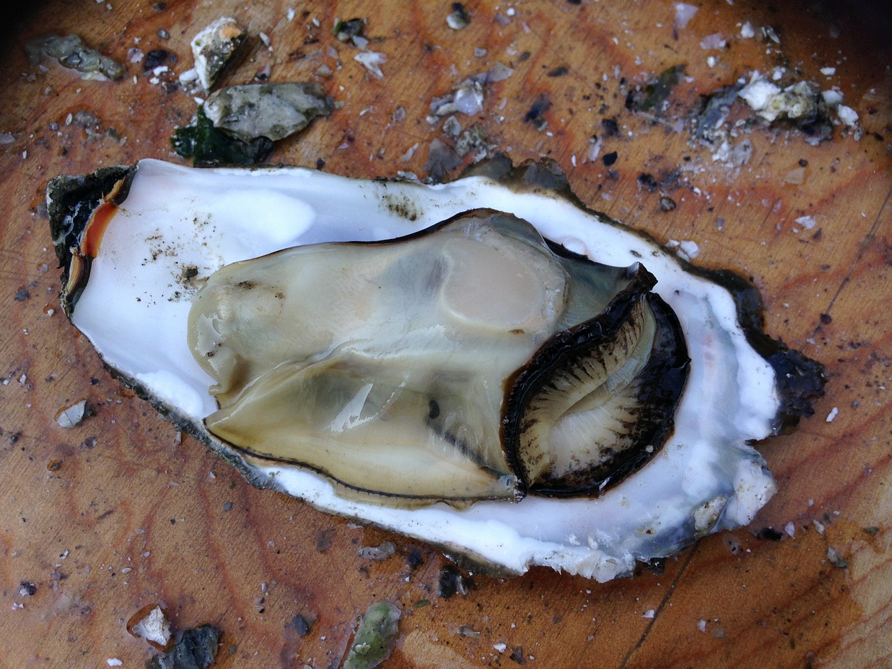oyster raw food free photo