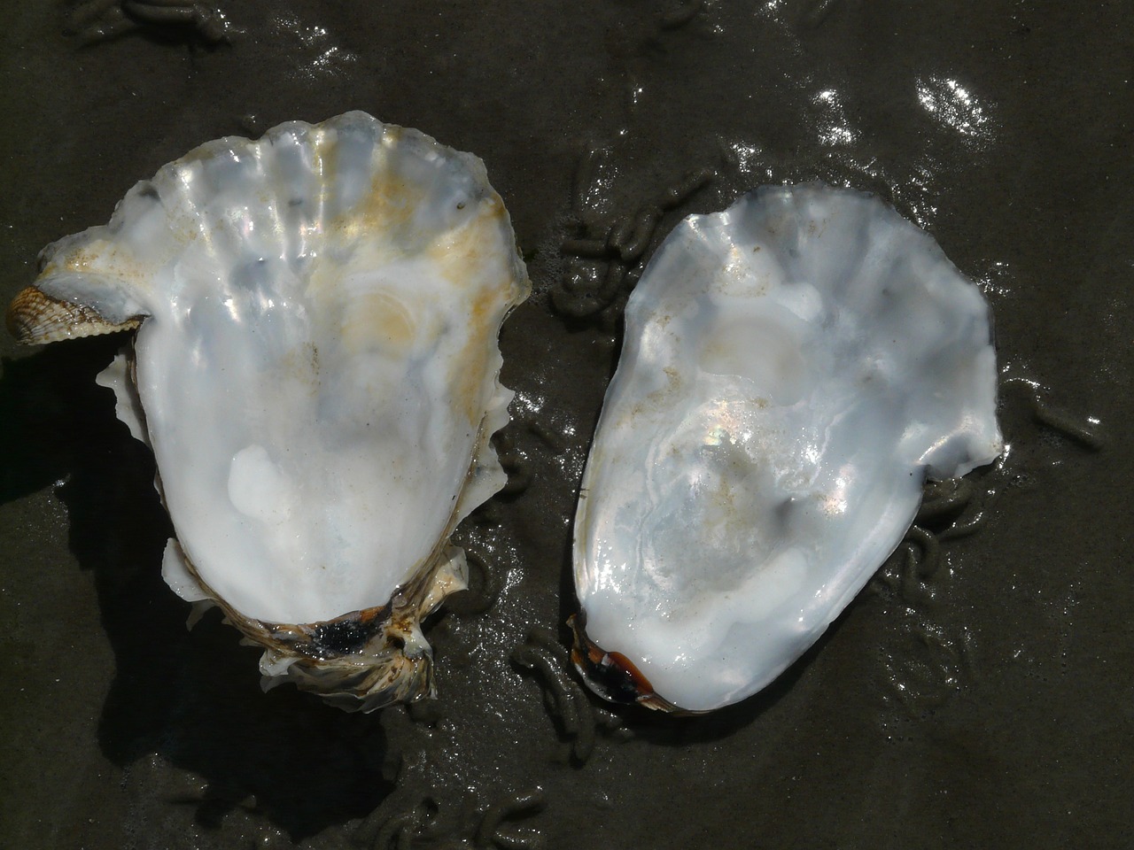 oyster shell mother of pearl free photo