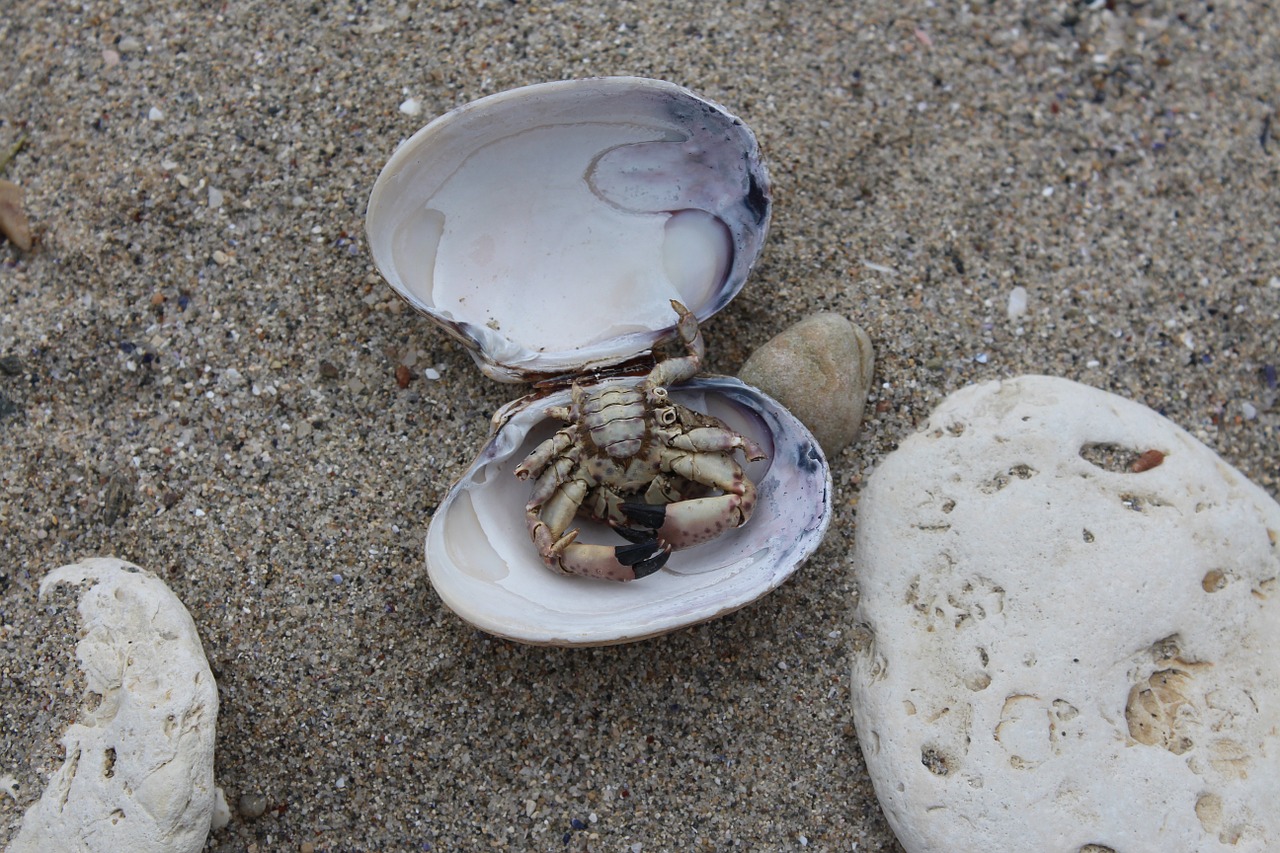 oyster crab sand free photo