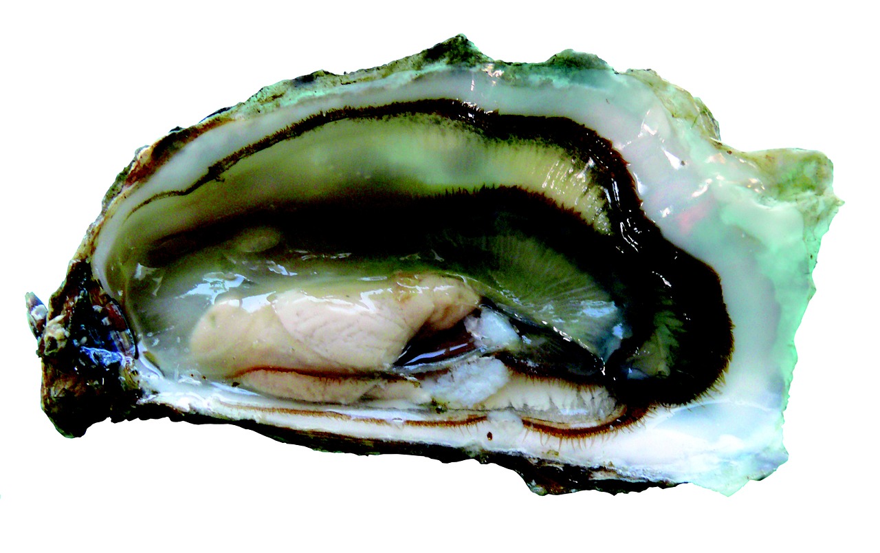 oyster oysters seafood free photo