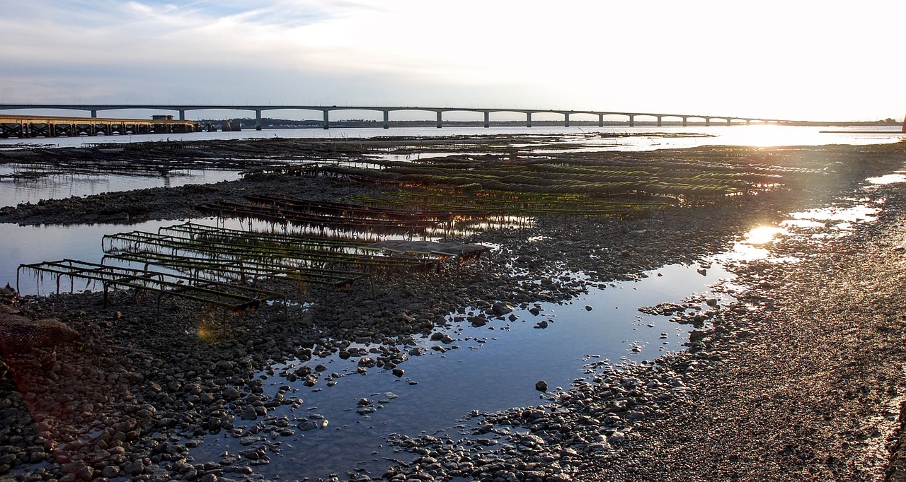 oyster ostériculture low tide free photo