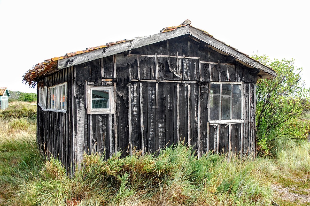 oyster strong royer island free photo