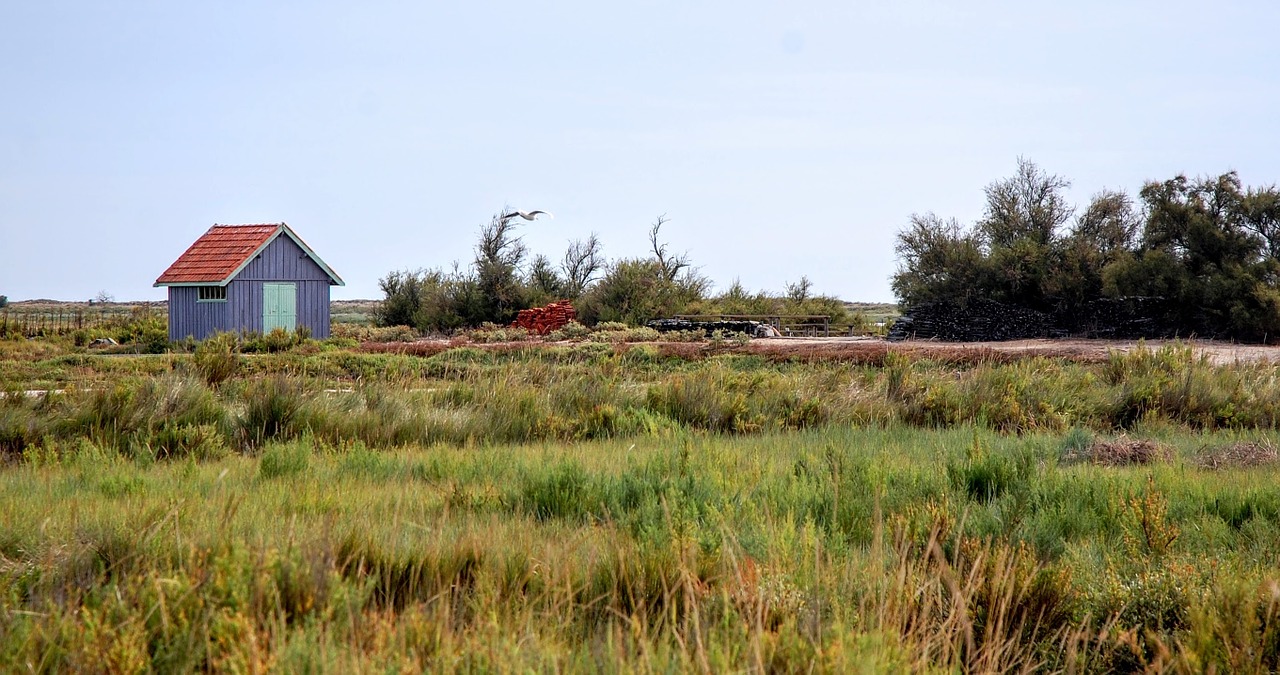 oyster strong royer island free photo