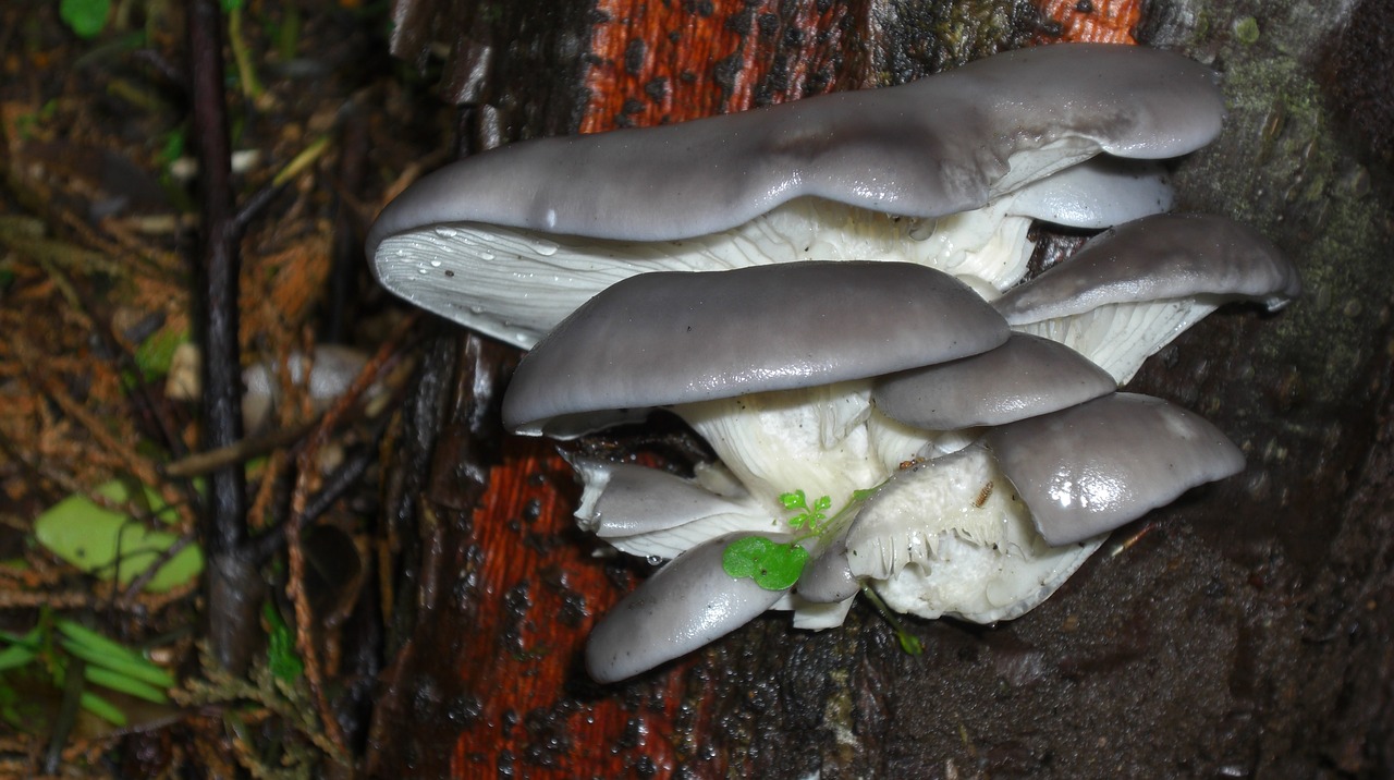 oyster mushroom funghi fungus free photo