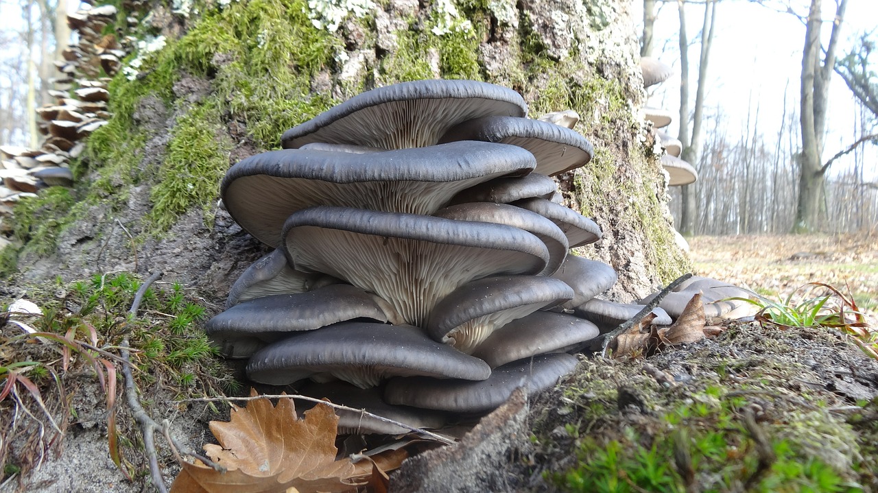 oyster mushroom wood autumn free photo