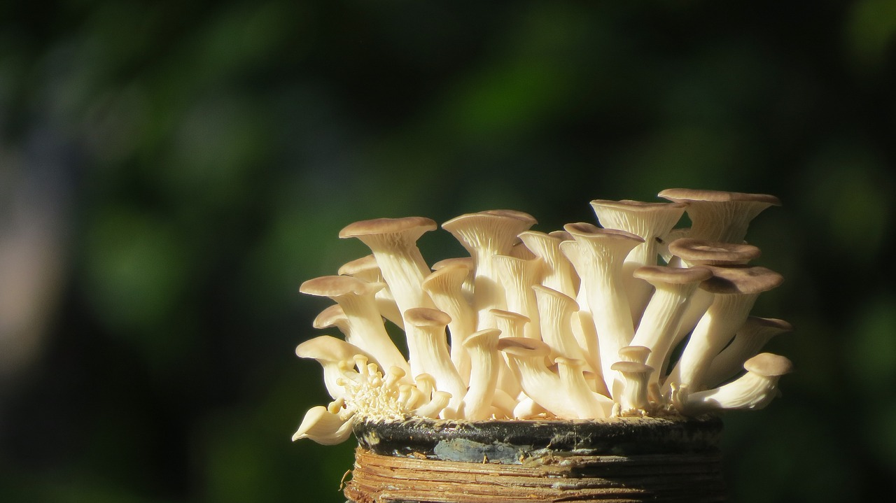 oyster mushroom bottle yeast abalone average miniatures abalone free photo