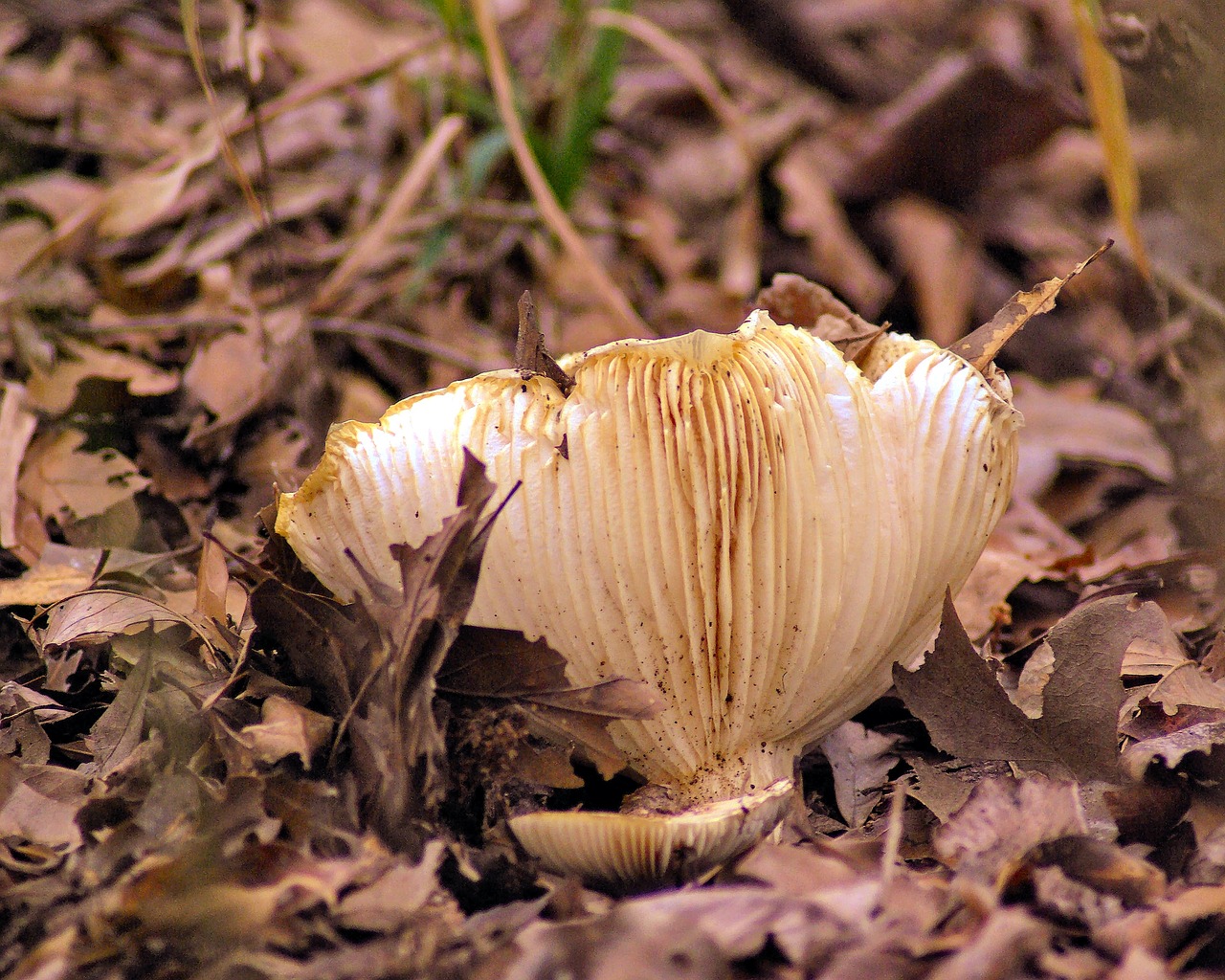 oyster mushroom in texas  mushroom  fungi free photo