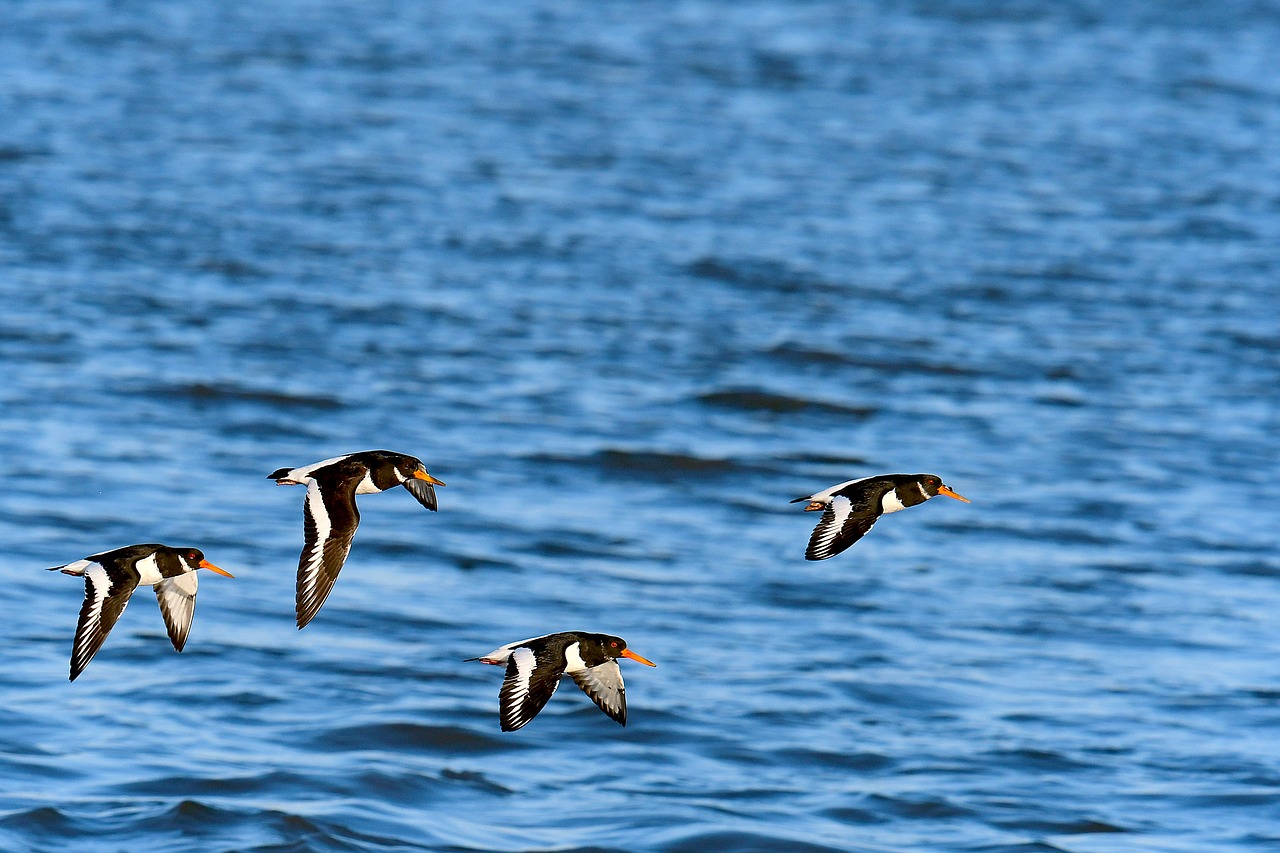 oystercatcher birds north sea free photo