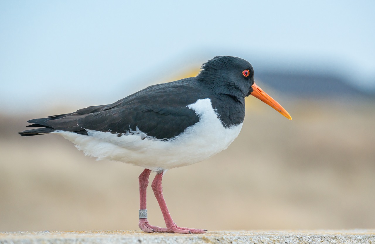 oystercatcher bird water bird free photo