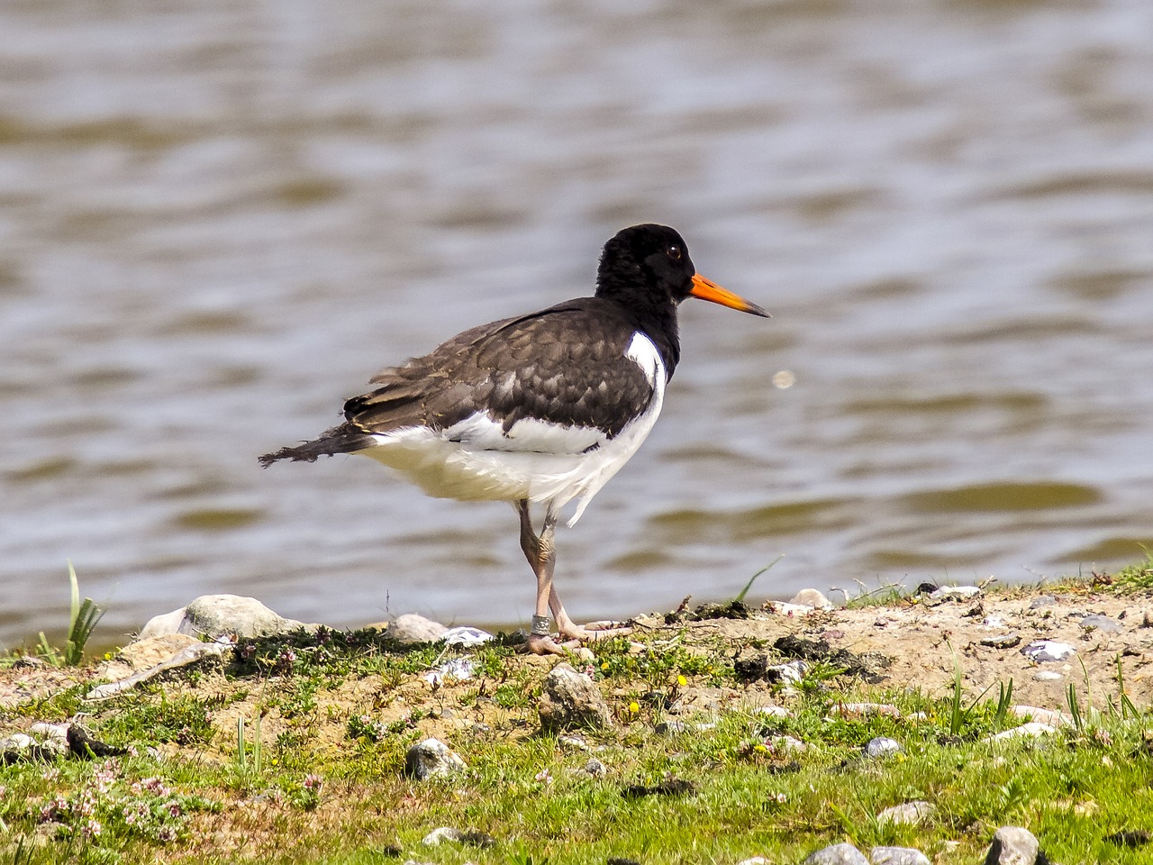 oystercatcher bird water bird free photo