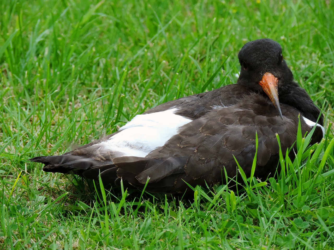 oystercatcher watt bird wadden sea free photo