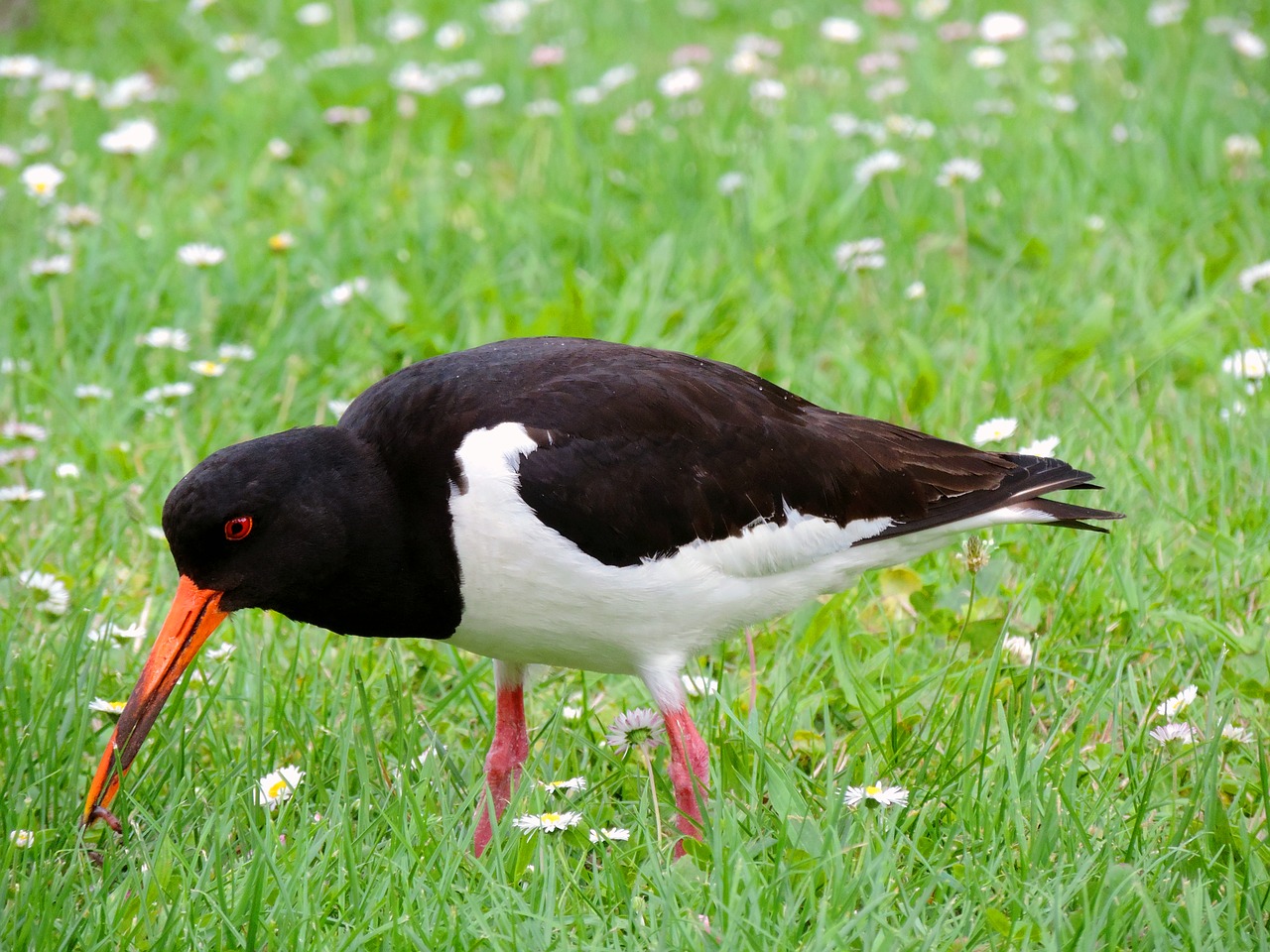 oystercatcher watt bird water bird free photo