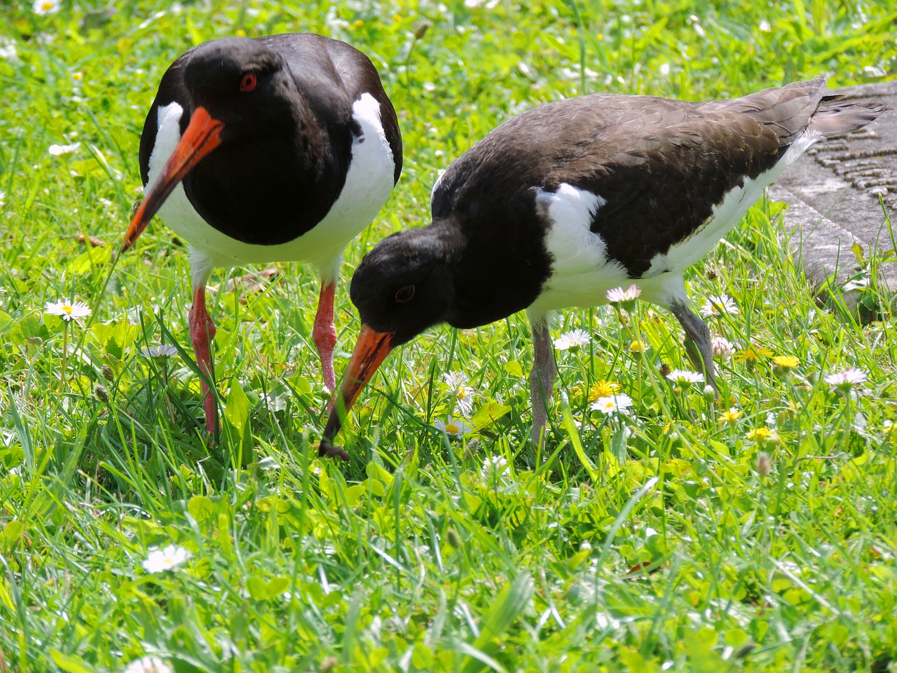 oystercatcher mother bird bird young free photo