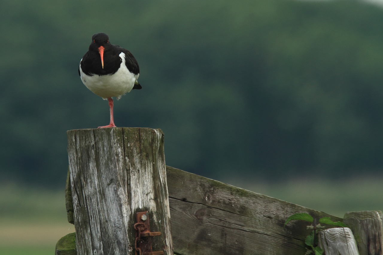 oystercatcher stilt-walker meadow bird free photo