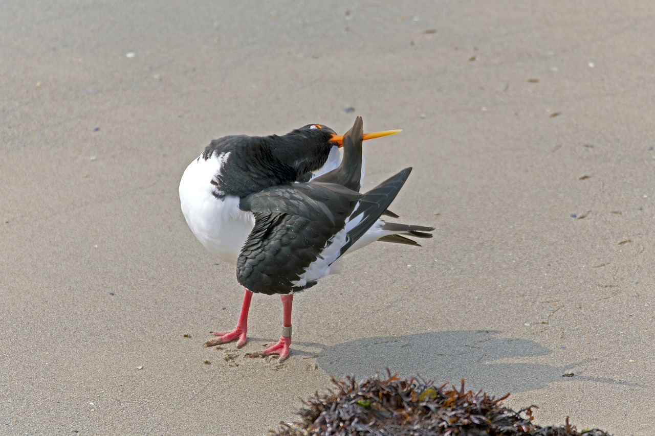 oystercatcher  body care  wader free photo