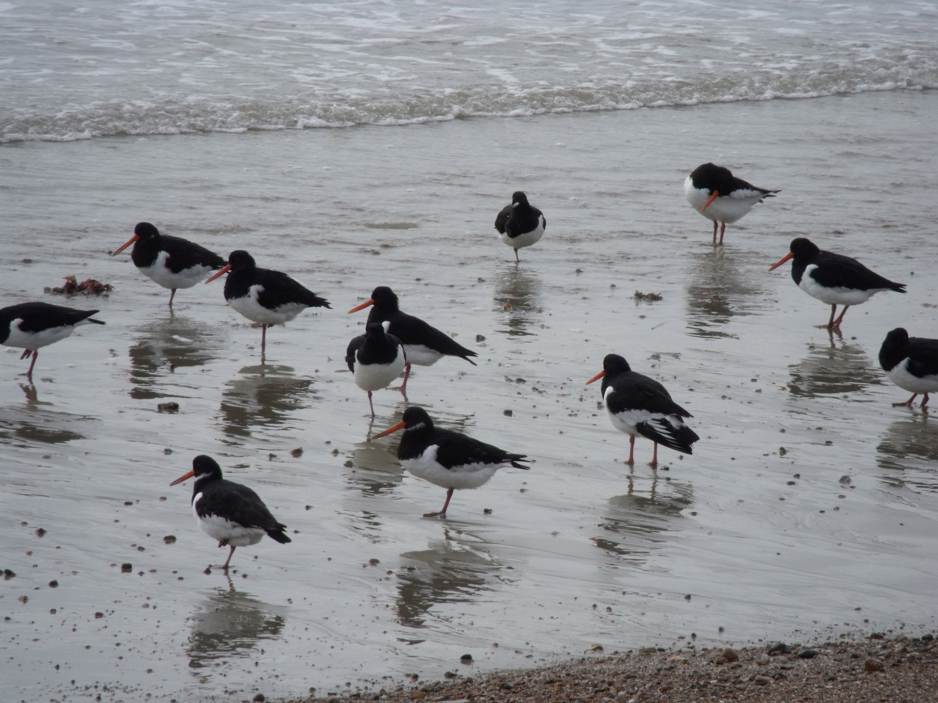 oyster catchers oystercatchers 2 free photo